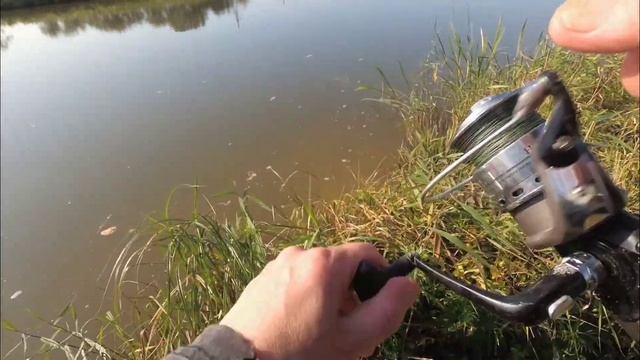 РЫБАЛКА НА ДИКОГО САЗАНА / УДАЧНАЯ РЫБАЛКА #жекарыболов #ловлясазана смотреть онлайн