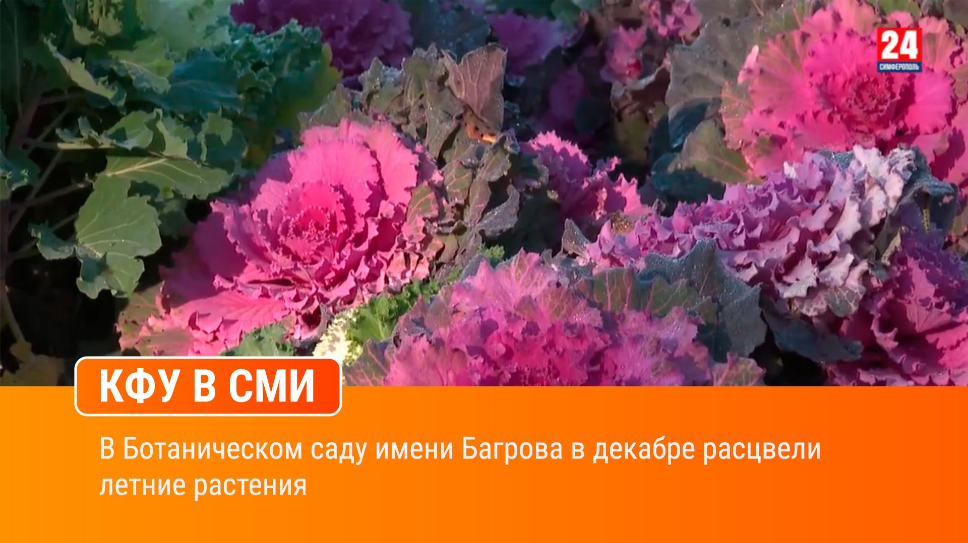 В Ботаническом саду имени Багрова в декабре расцвели летние растения