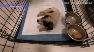 ШОК я не ожидала от подобранного щенка ТАКОГО УЖАСА при купании