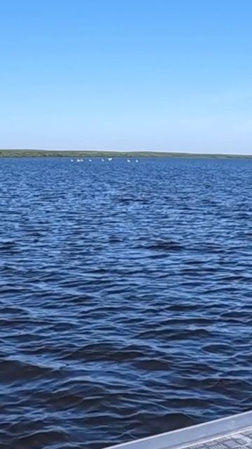 Лебединный взлёт! смотреть онлайн