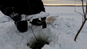 Проверка удочек. 11 день.