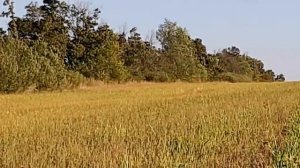 НЕЧИСТЫЕ ПРЕПАРАТЫ ФАРМАЦЕВТИКИ! ПРОРОЧЕСКОЕ СЛОВО О ФАРМАЦЕВТИКЕ!!! ПРОРОК Игорь Роменский