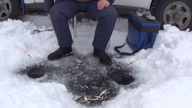 Ловля писуча на водохранилище Кучелиново 12.03.2018