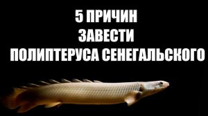 Полиптерус сенегальский: не питомец, а живая легенда в вашем аквариуме