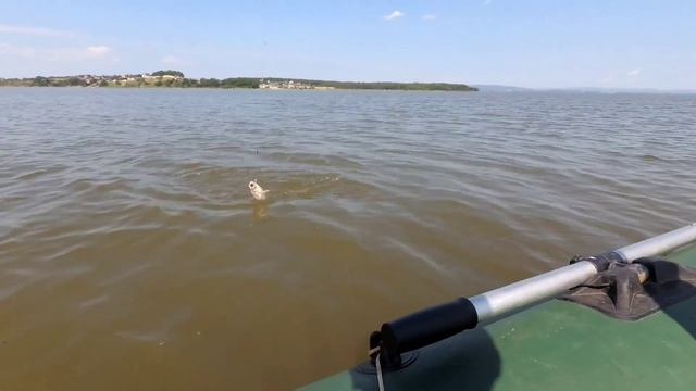 Рыбалка в Амурском заливе Краснопёрка Камбала смотреть онлайн