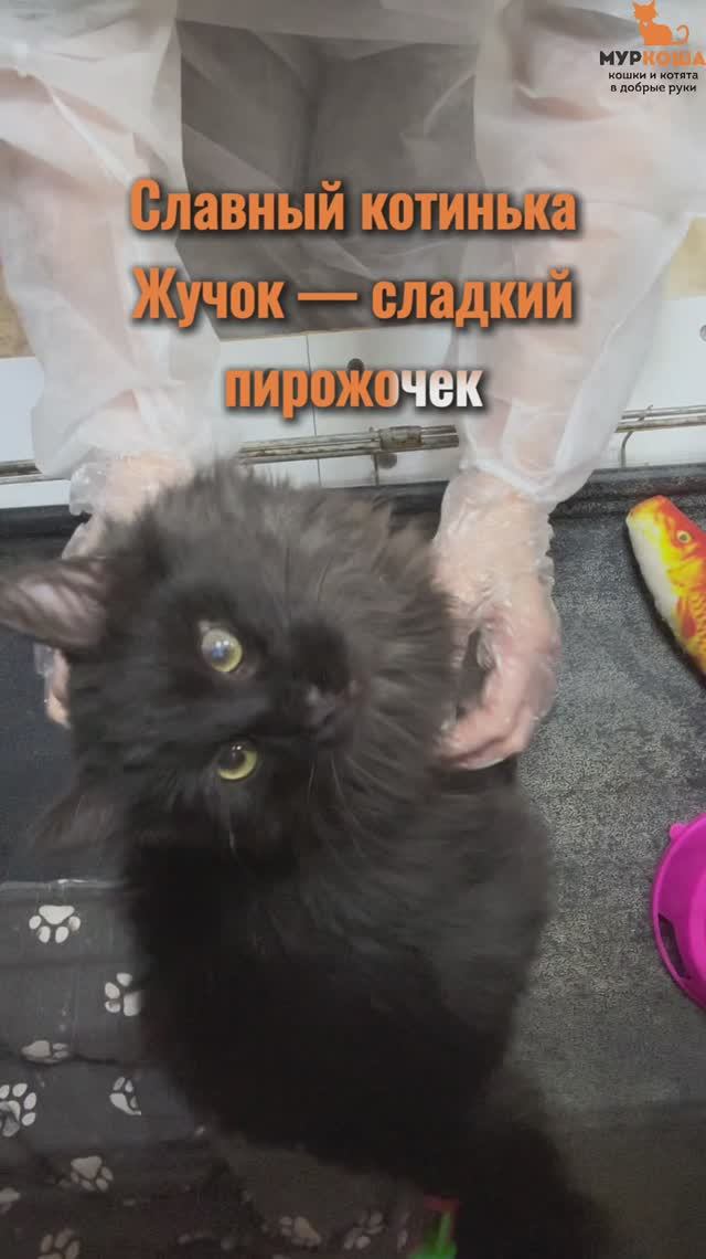 Жучок (уже дома) смотреть онлайн