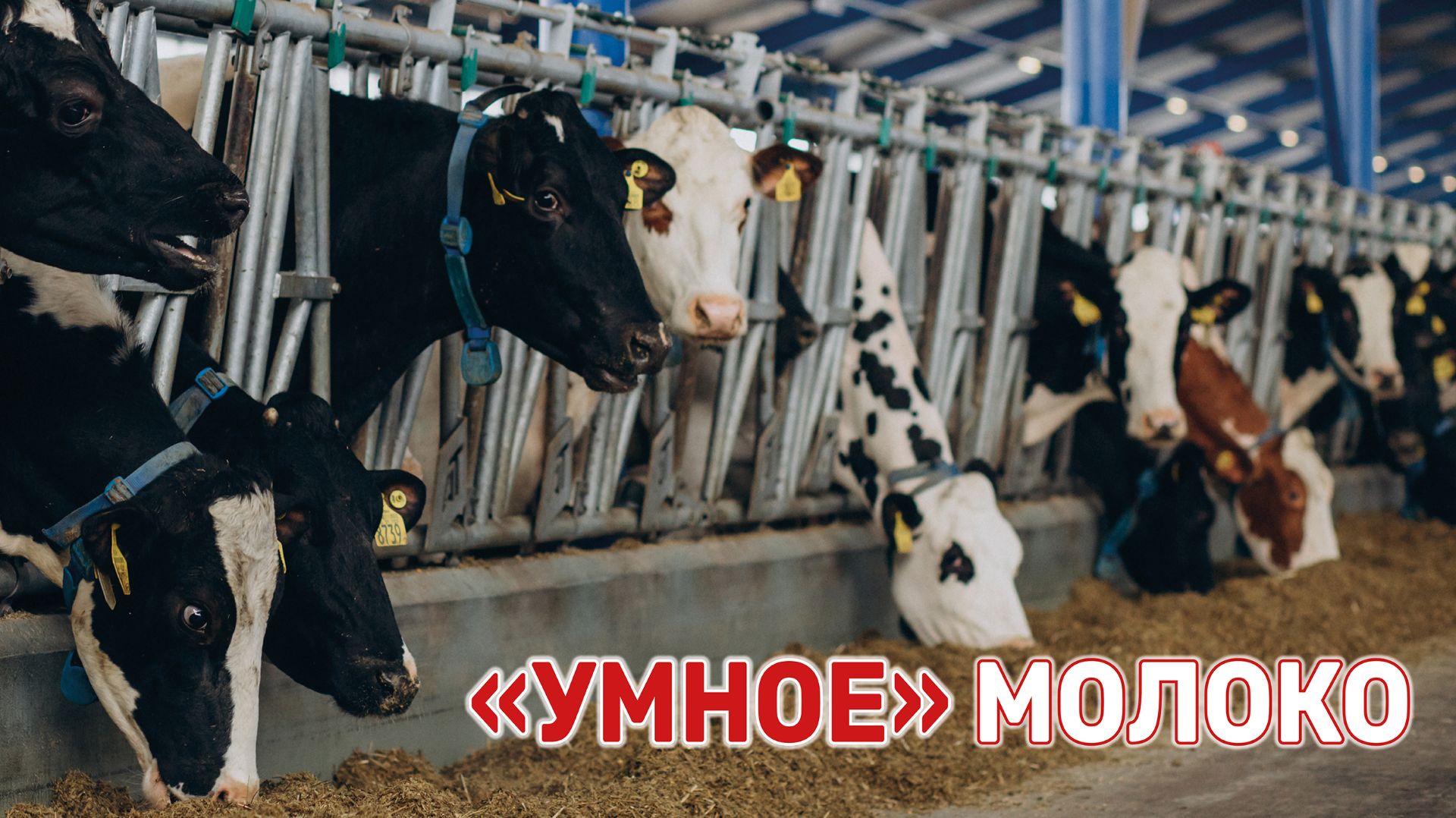 Современные технологии пришли в кубанское животноводство смотреть онлайн