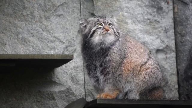 🐈Манул Тимоша из Московского зоопарка официально завершил зажировку и теперь весит 6,5 кг🐈 смотреть онлайн