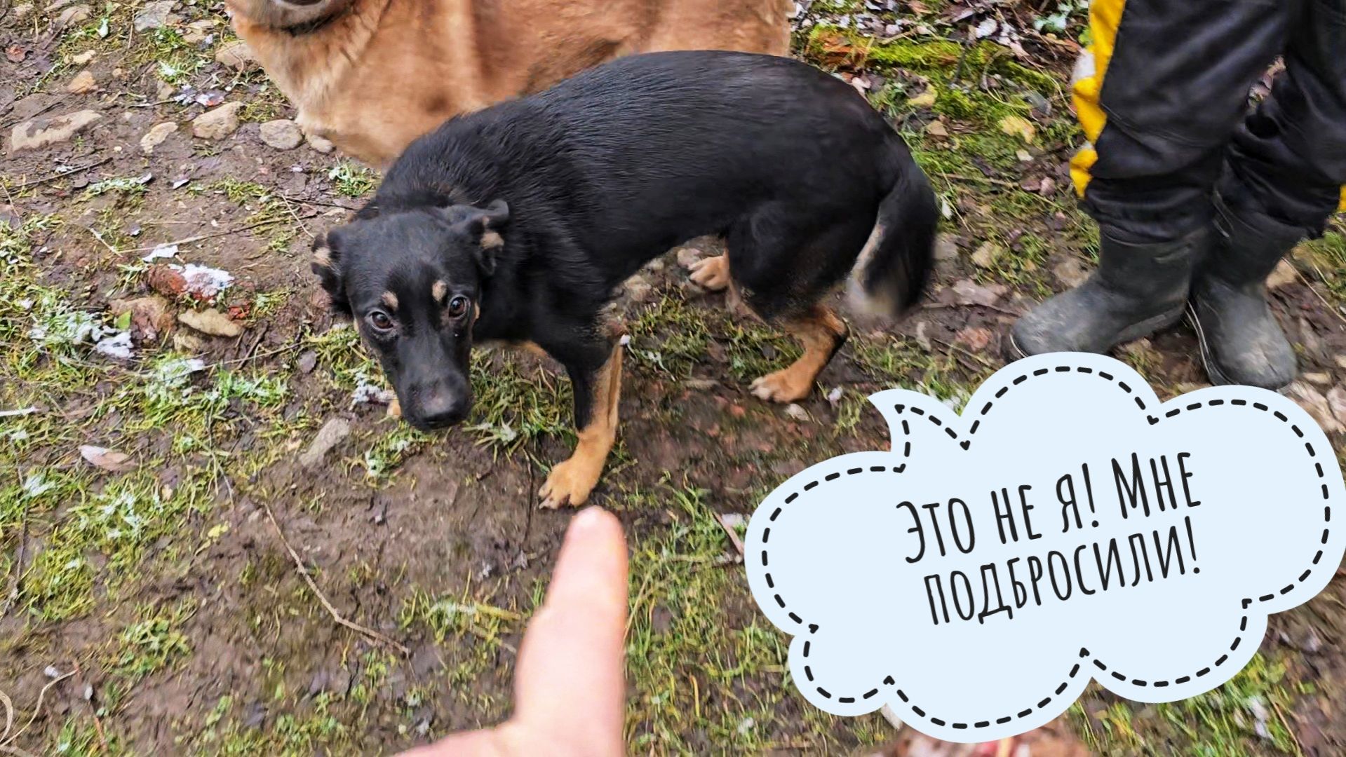 У Пса Кубика жулики мясы украли! Холодильник сыча Лучика плесенью покрывается смотреть онлайн