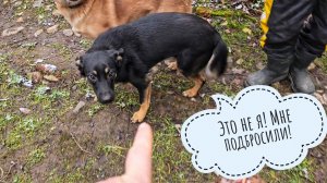 У Пса Кубика жулики мясы украли! Холодильник сыча Лучика плесенью покрывается