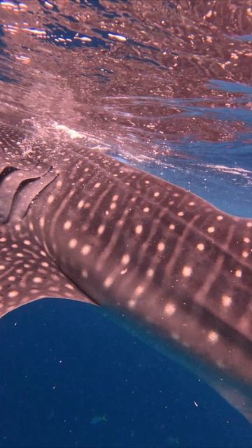 Китовые акулы Ослоб. Филиппины 2025