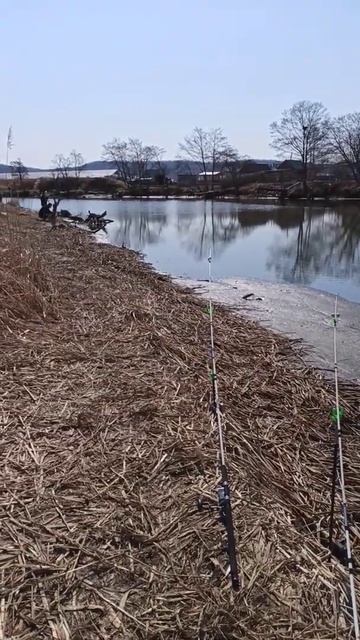 ПОКЛЁВКА / РЫБАЛКА НА ДОНКУ #shorts #жекарыболов смотреть онлайн