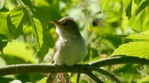 Пение птиц в лесу • 2,5-минутная звуковая терапия для мгновенного релакса