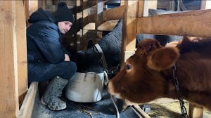 Шок. У коровы выпали зубы. Что делать? Делаем ремонт в доме своими руками.