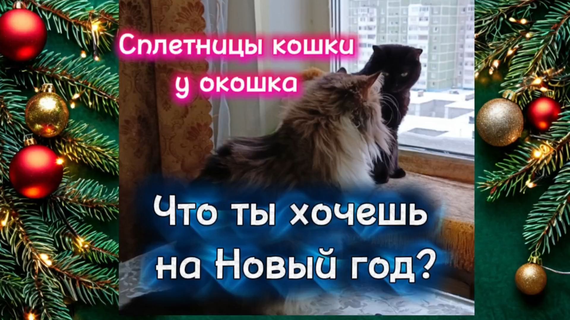 Кошки с озвучкой. Сплетницы кошки у окошка. смотреть онлайн