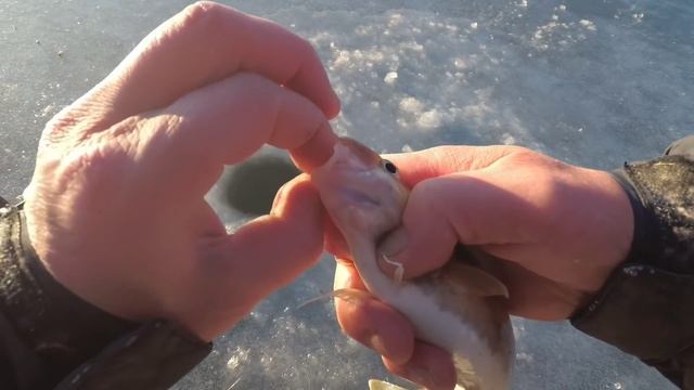 ТАКОЙ РЫБАЛКИ У МЕНЯ ЕЩЁ НЕ БЫЛО / РЫБА КАК ИЗ БОЧКИ #жекарыболов #рыбалка #fishing смотреть онлайн