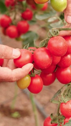 Водопад из черри!