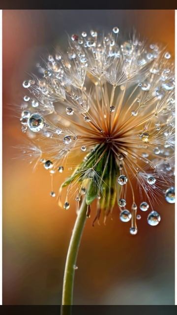 Одуванчик в росте. смотреть онлайн