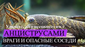 АНЦИСТРУСЫ бывают разных цветов - разновидности прилипал