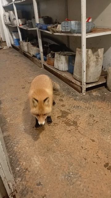 Лиса пришла в гости к нам на работу смотреть онлайн