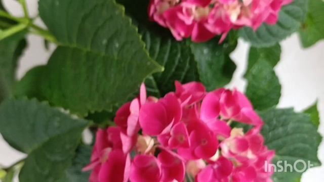 Крупнолистная гортензия Таблетензия 🌿🌺😍 смотреть онлайн