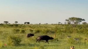 Эти Сумасшедшие Битвы Животных Без Правил Сняли на Камеру!