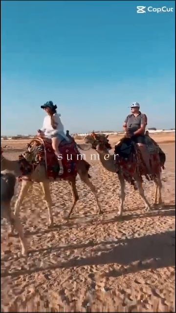 Egypt. Sun. Camels. Египет. Солнце. Верблюды