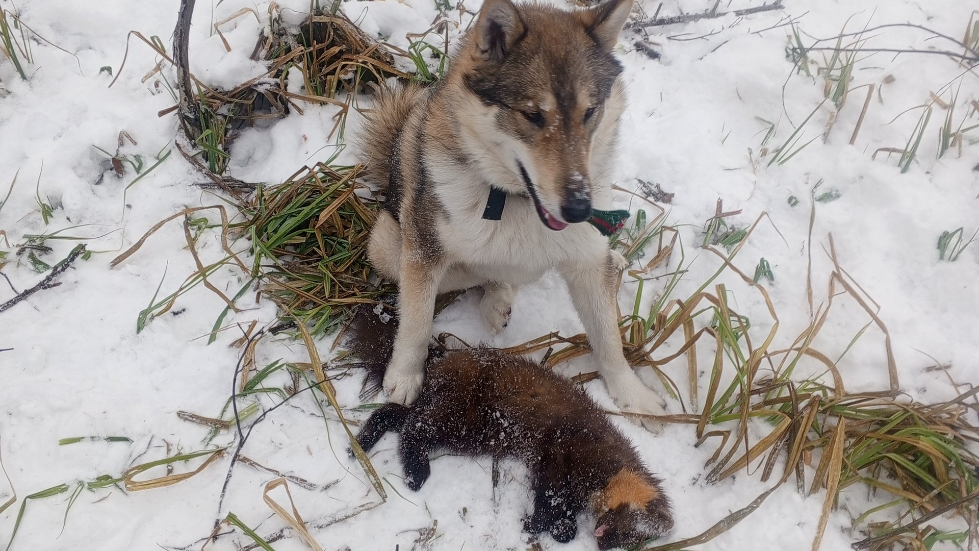 охота на куницу с лайкой смотреть онлайн