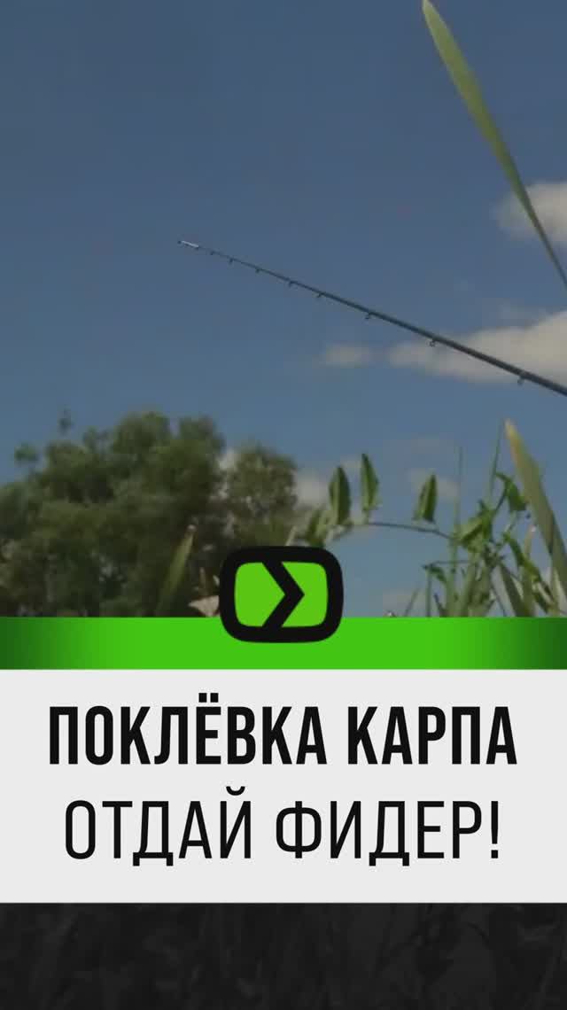 Поклёвка карпа отдай фидер!