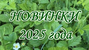 Новинки Ягодного Раздолья в 2025 году