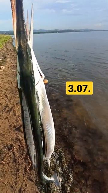 РЫБАЛКА НА САРГАНА #shorts #жекарыболов смотреть онлайн