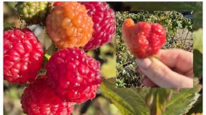 ВОТ ТАКАЯ ЗИМА...КАК ПОКОРМИШЬ..ТАК И ПОЛУЧИШЬ