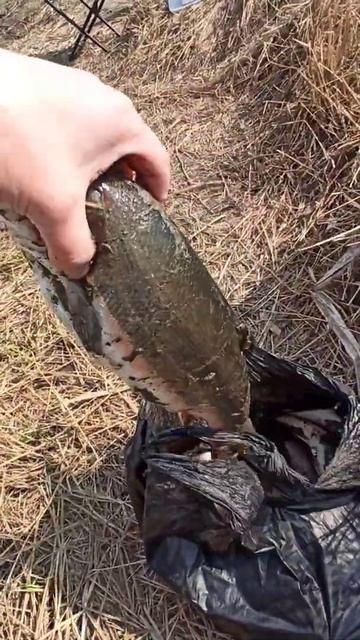 КРУПНАЯ КРАСНОПЕРКА НА МОРСКОГО ТАРАКАНА #shorts #жекарыболов #рыбалка смотреть онлайн