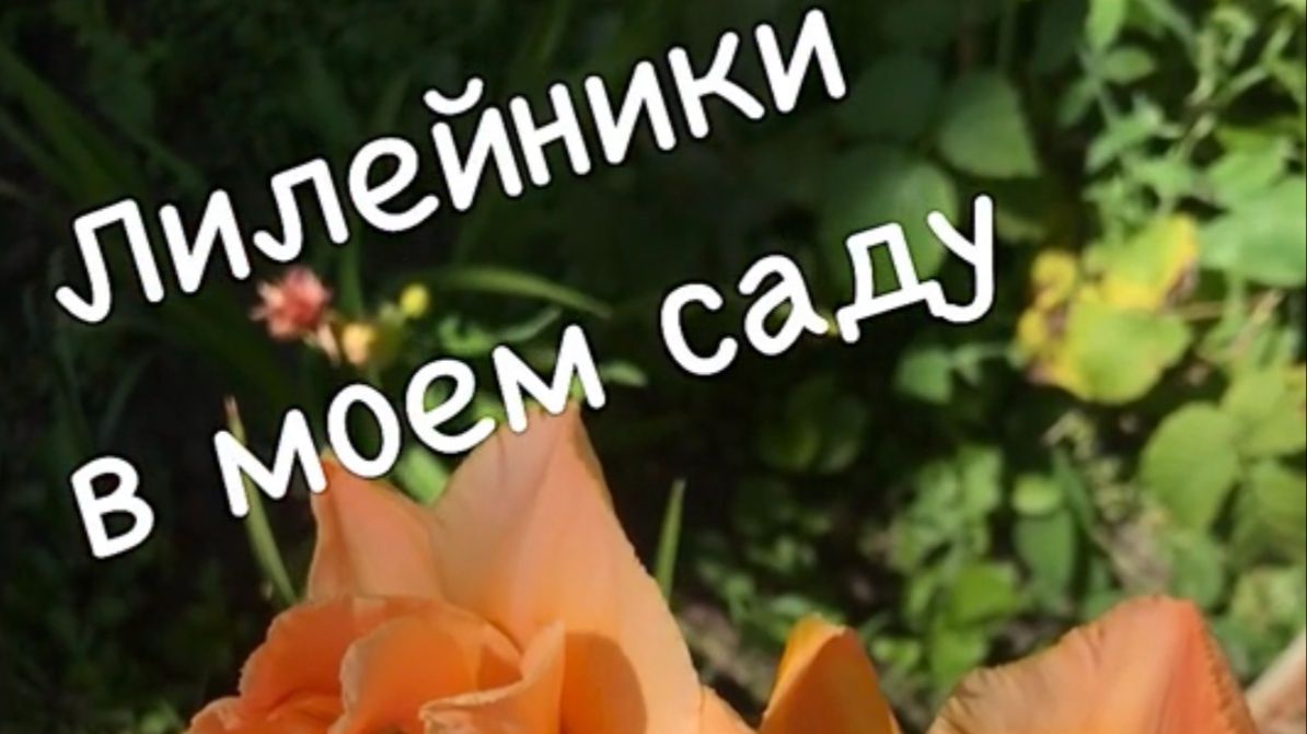 Лилейники в моем саду смотреть онлайн