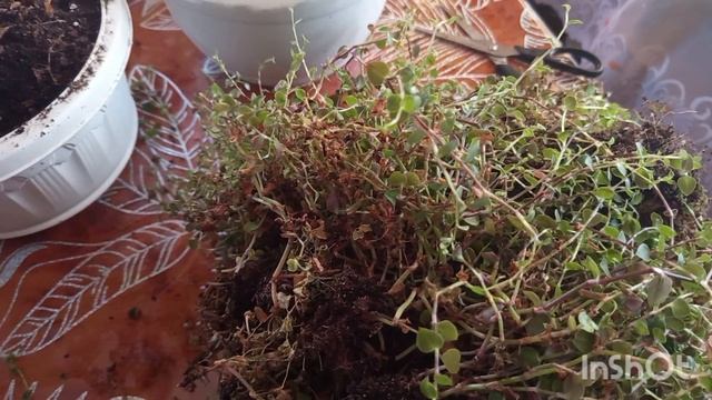 8-12-2025. Жизнь в деревне.К нам пришли морозы. смотреть онлайн