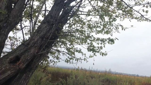 СТОИТ ЛИ ИДТИ НА РЫБАЛКУ В ДОЖДЬ #жекарыболов #ловлякарася смотреть онлайн