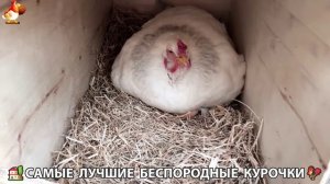 Цыплята и Курочки селяночки лучшие беспородные несушки 🥚 (404)