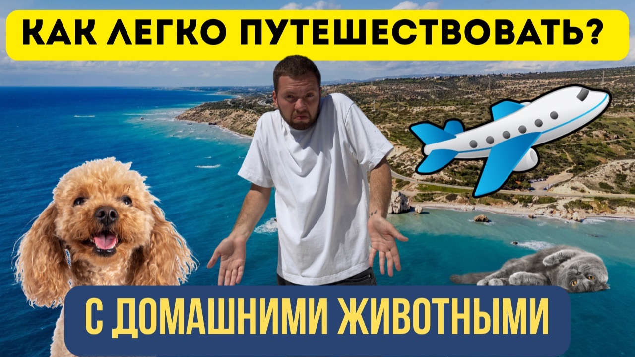 Как путешествовать с домашними животными? Реальный опыт + инструкция смотреть онлайн