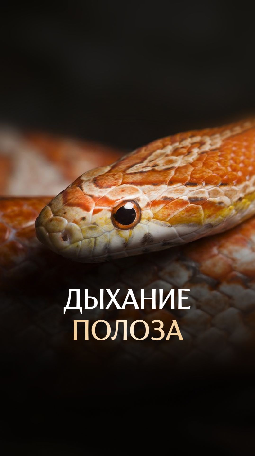 Дыхание полоза смотреть онлайн