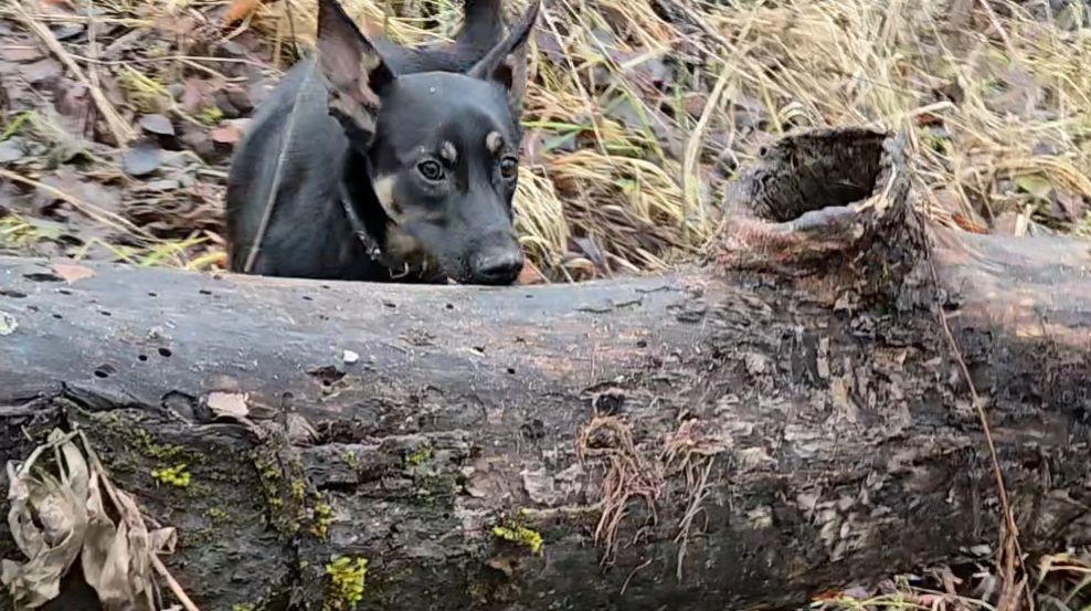 Ближний лесок, ароматная коряга и возвращение Ютуба смотреть онлайн