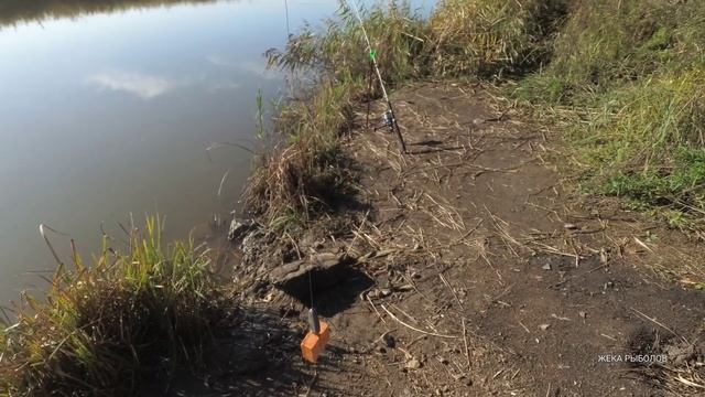 Поехал на САЗАНА и КАРАСЯ, а ловилась ДАЛЬНЕВОСТОЧНАЯ КРАСНОПЕРКА на пуфы смотреть онлайн