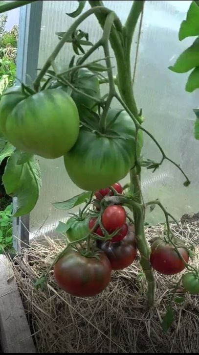 Один из методов предотвращения появления фитофторы смотреть онлайн