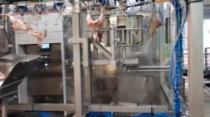 Автоматическая разделка Родительского Стада Szlachet-Stal