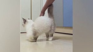 Забавные моменты с кошками