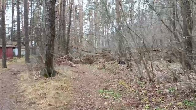 #лес наше богатство смотреть онлайн