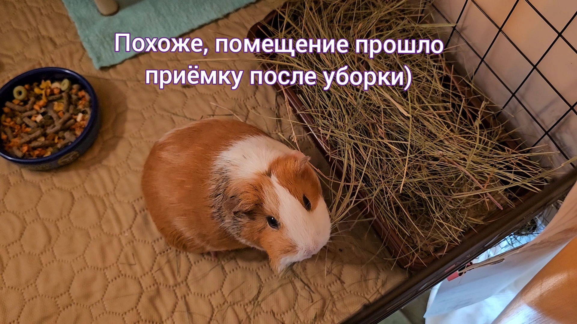 Видео про уборку у морских свинок