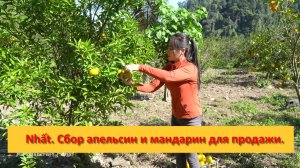 Nhất. Сбор апельсин и мандарин для продажи на деревенском рынке.