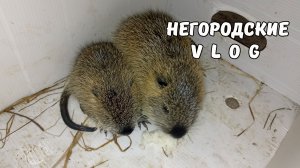 У НУТРИИ мастит. Подкармливаем малышей хлебом с молоком. 02.12.25