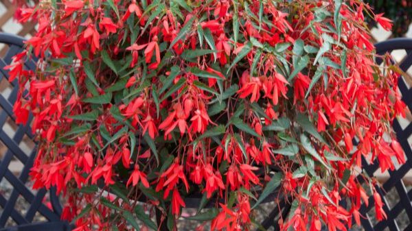 Бегонии вегетативные