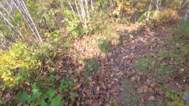 ПРОГУЛКА В ОСЕННИЙ ЛЕС ЗА ЛЕСНОЙ ЯГОДОЙ смотреть онлайн